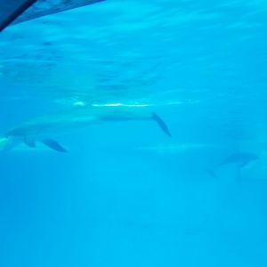 Meet your Posher, Leslie